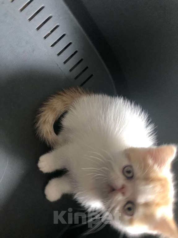 Кошки в Бердске: Три котика экзотика готовы к переезду Мальчик, 10 000 руб. - фото 3