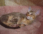 Кошки в Волгограде: Манчкин бамбино Мальчик, Бесплатно - фото 3
