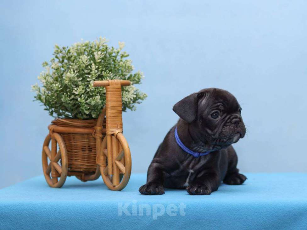 Собаки в Ульяновске: Французский бульдог щенки Мальчик, 80 000 руб. - фото 2