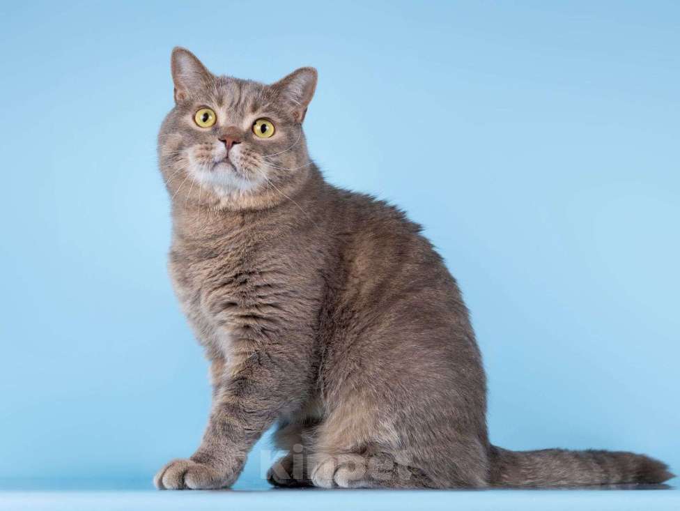 Кошки в Москве: Нежный ласковый котик Митенька в добрые руки Мальчик, Бесплатно - фото 1