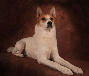 Норботтен-шпиц