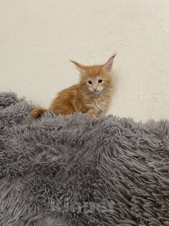 Кошки в Магнитогорске: Продажа котят Девочка, 13 000 руб. - фото 3