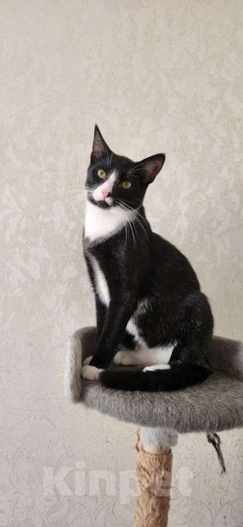 Кошки в Санкт-Петербурге: Ласковый кот в добрые руки Мальчик, Бесплатно - фото 3