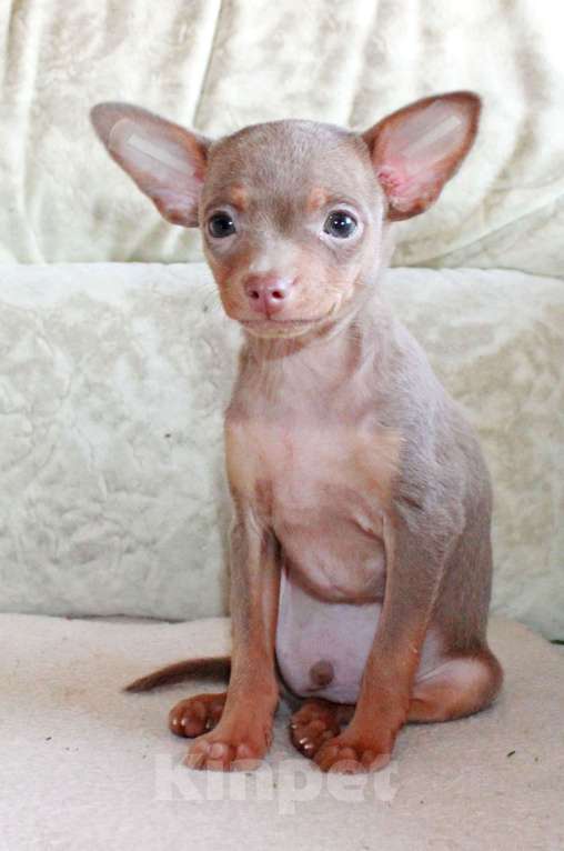 Собаки в Волгограде: Мальчик лиловый Мальчик, 18 000 руб. - фото 3