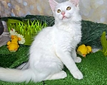 Кошки в Москве: Белый котёнок в добрые руки Мальчик, Бесплатно - фото 6