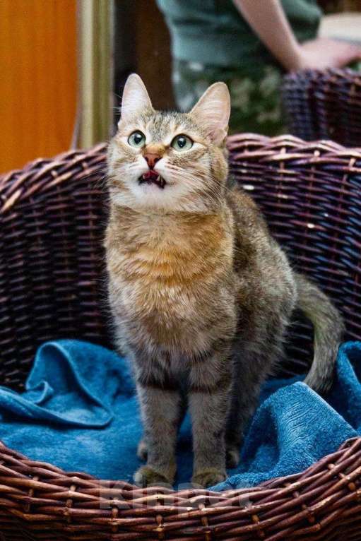 Кошки в Москве: Полосатая кошечка Карамелька в добрые руки Девочка, Бесплатно - фото 5