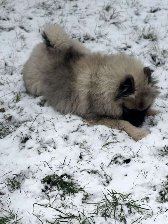 Собаки в Москве: Джоув Божественный Из Воронцовского Дворца  Мальчик, 50 000 руб. - фото 4