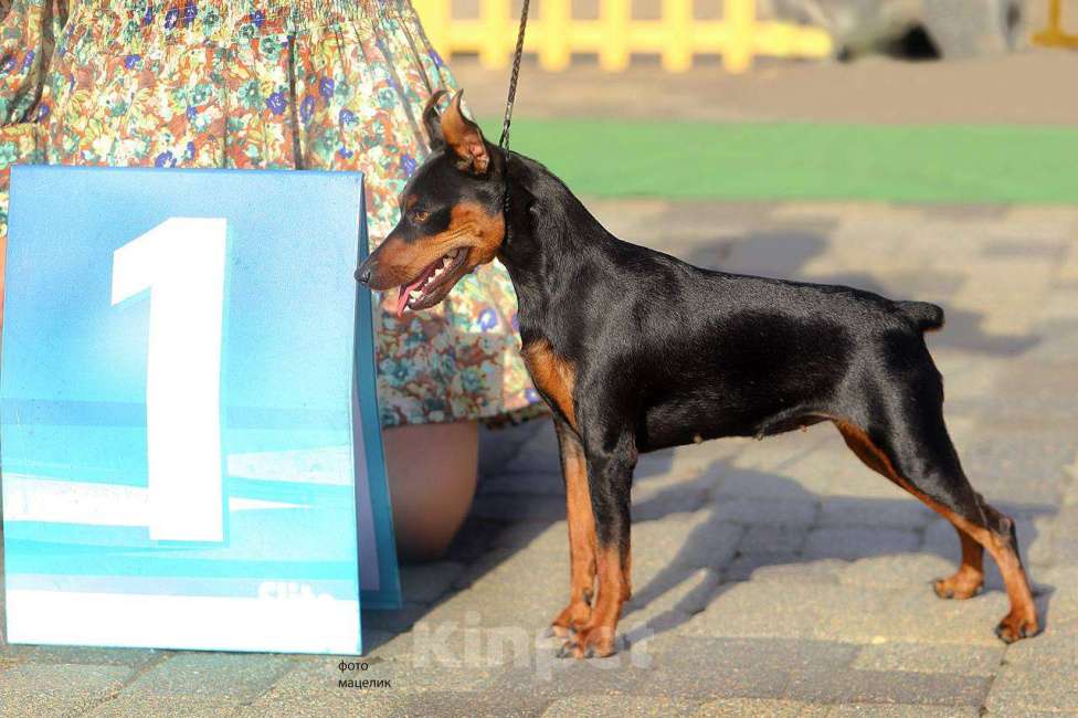 Собаки в Геленджике: Щенки цвергпинчера Мальчик, 50 000 руб. - фото 6