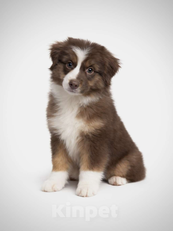 Собаки в Омске: Щенок миниатюрная американская овчарка Девочка, 40 000 руб. - фото 1