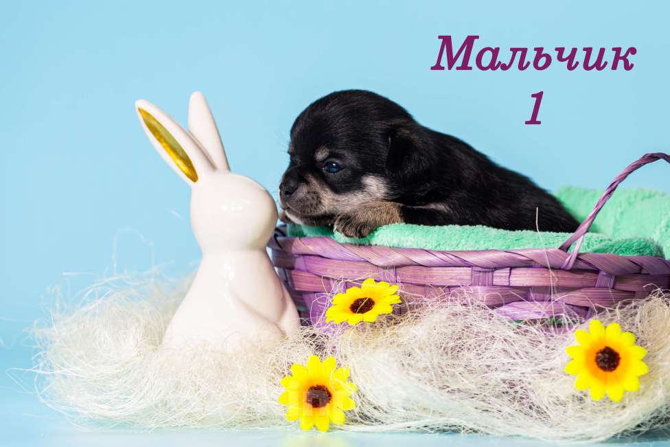 Собаки в Казани: щенки чихуахуа Мальчик, 40 000 руб. - фото 1