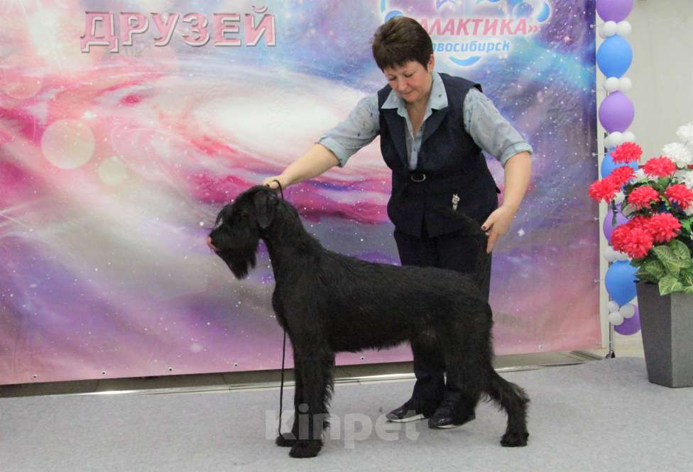 Собаки в Бердске: Щенки ризеншнауцера -Девочки Девочка, Бесплатно - фото 4