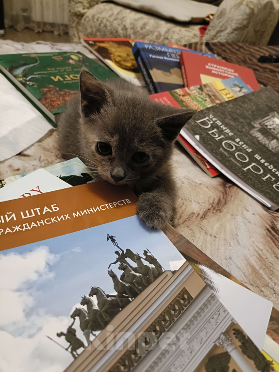 Кошки в Санкт-Петербурге: Мася Девочка, Бесплатно - фото 5