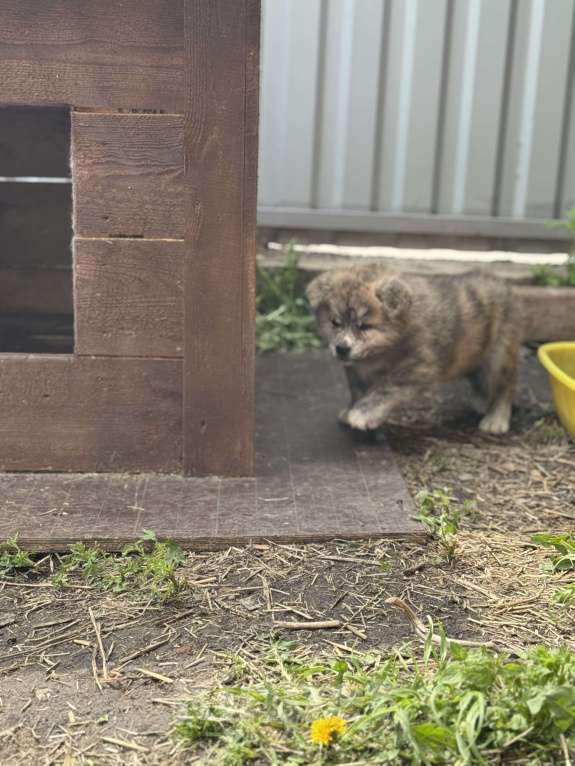 Собаки в Новосибирске: Шикарный тигренок-акитенок Мальчик, 80 000 руб. - фото 2
