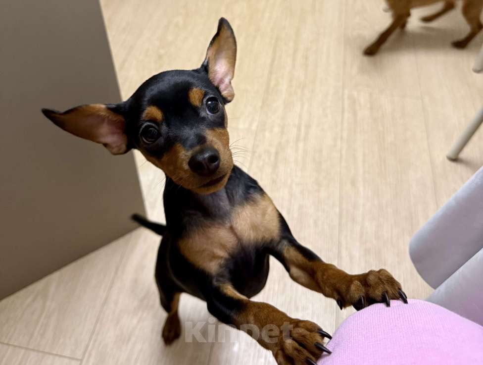 Собаки в Москве: Щенок пражский крысарик Девочка, Бесплатно - фото 1