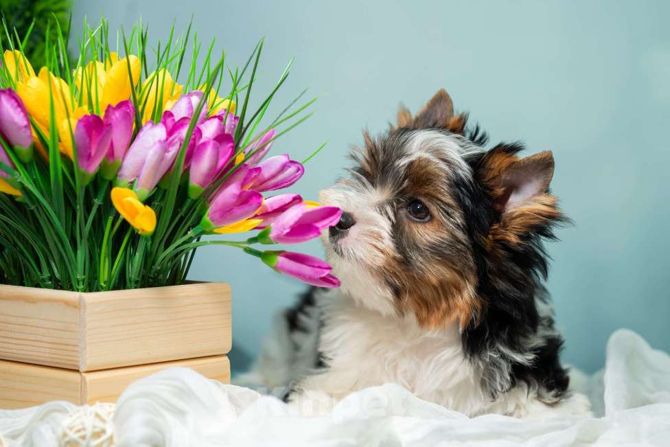 Собаки в Вологде: Таюшка ждёт весну и маму! Очаровательный мальчик бивер терьера (док. РКФ) Мальчик, 85 000 руб. - фото 1