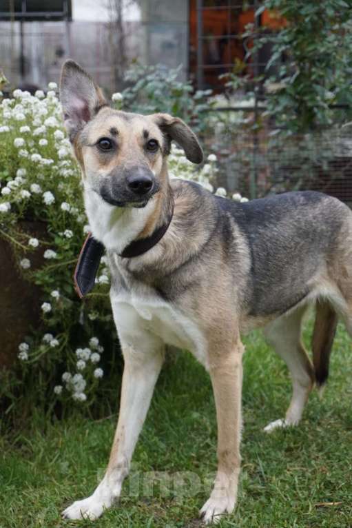 Собаки в Москве: Ласковая собачка Ласка в добрые руки Девочка, 1 руб. - фото 4