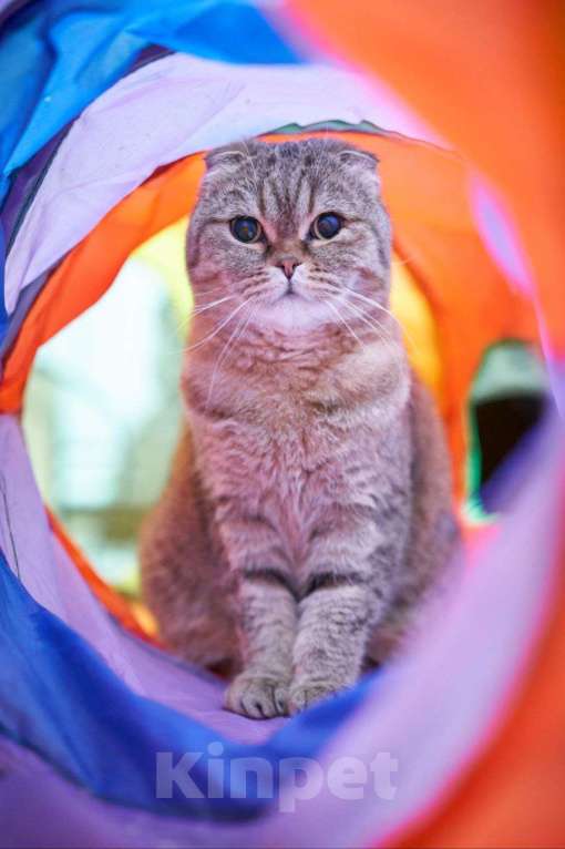 Кошки в Москве: Кошка Белла в добрые руки Девочка, Бесплатно - фото 1