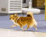 Собаки в Уфе: Чихуахуа Д/Ш миниатюрный кобель для вязки Мальчик, 20 000 руб. - фото 2