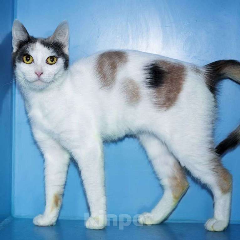 Кошки в Москве: Ласковая Вафелька ищет дом Девочка, Бесплатно - фото 2