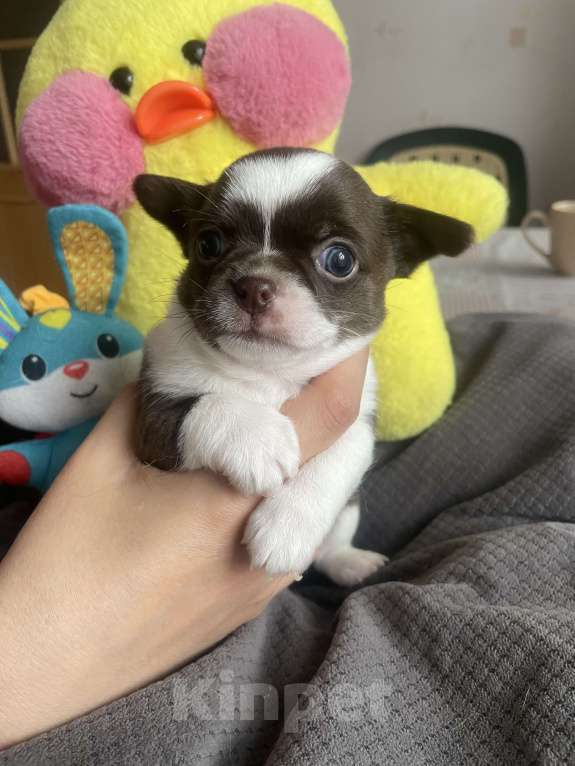 Собаки в Санкт-Петербурге: Щенок чихуахуа Мальчик, 35 000 руб. - фото 6