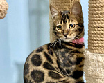 Кошки в Москве: Бенгальская девочка Девочка, 50 000 руб. - фото 1