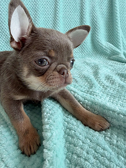 Щенок чихуахуа