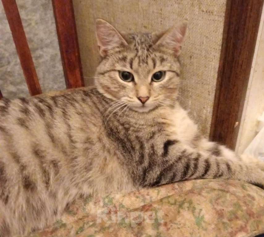 Кошки в Москве: Кот 8 месяцев Мальчик, Бесплатно - фото 5