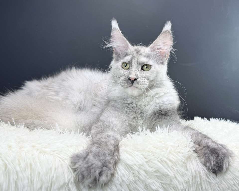 Кошки в Москве: Девочка Мейн Кун Veyron Iberia Девочка, 150 000 руб. - фото 3