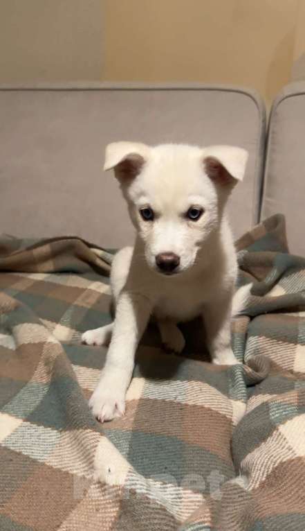 Собаки в Санкт-Петербурге: Щенки помски Мальчик, 15 000 руб. - фото 2