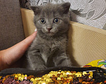 Кошки в Симферополе: Котята в добрые руки  Мальчик, Бесплатно - фото 2