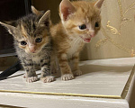 Кошки в Ардоне: Котята, Бесплатно - фото 2