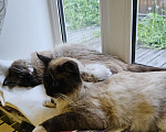 Кошки в Мытищах: Котики в добрые руки Мальчик, Бесплатно - фото 4