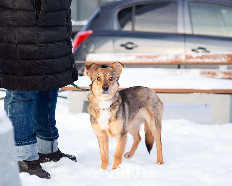 Собаки в Санкт-Петербурге: Очень трогательная собачка Девочка, Бесплатно - фото 5