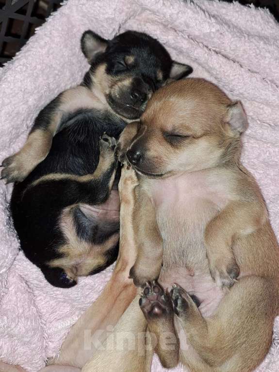 Собаки в Тюмени: Мини той терьер Мальчик, 12 000 руб. - фото 2