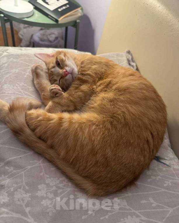 Кошки в Москве: Котенок Зоя ищет дом Девочка, Бесплатно - фото 2