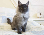 Кошки в Москве: Котёнок мейн-кун Мальчик, 65 000 руб. - фото 4