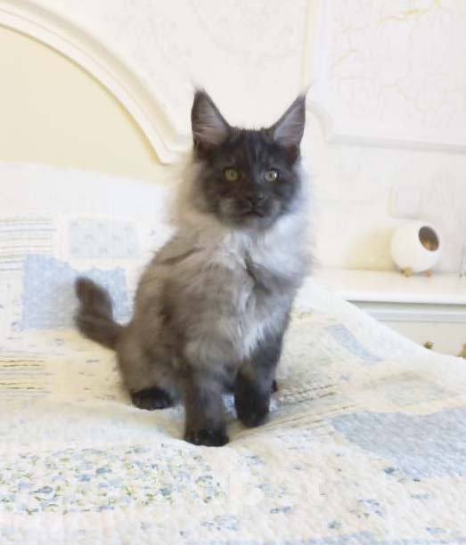 Кошки в Москве: Котёнок мейн-кун Мальчик, 65 000 руб. - фото 4