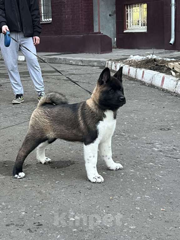 Собаки в Омске: Щенок Американской Акиты Девочка, 50 000 руб. - фото 1