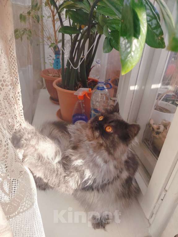 Кошки в Екатеринбурге: Отдам котика в добрые руки Мальчик, Бесплатно - фото 4