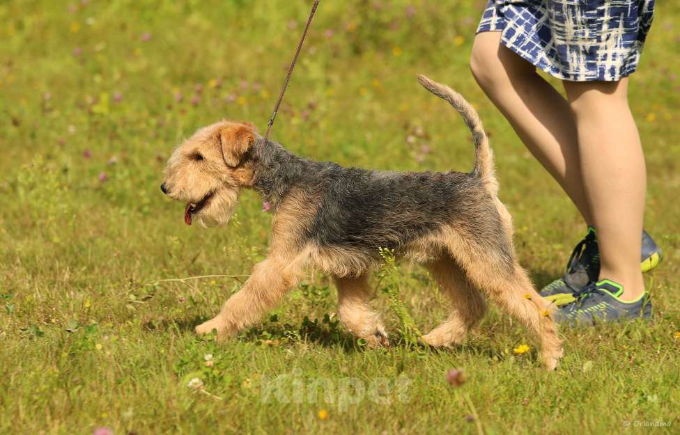 Собаки в Москве: Подрощенный щенок Лейкленд терьера Мальчик, 70 000 руб. - фото 4