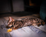 Кошки в Москве: Бенгальский котенок алк ф3 Мальчик, 35 000 руб. - фото 5