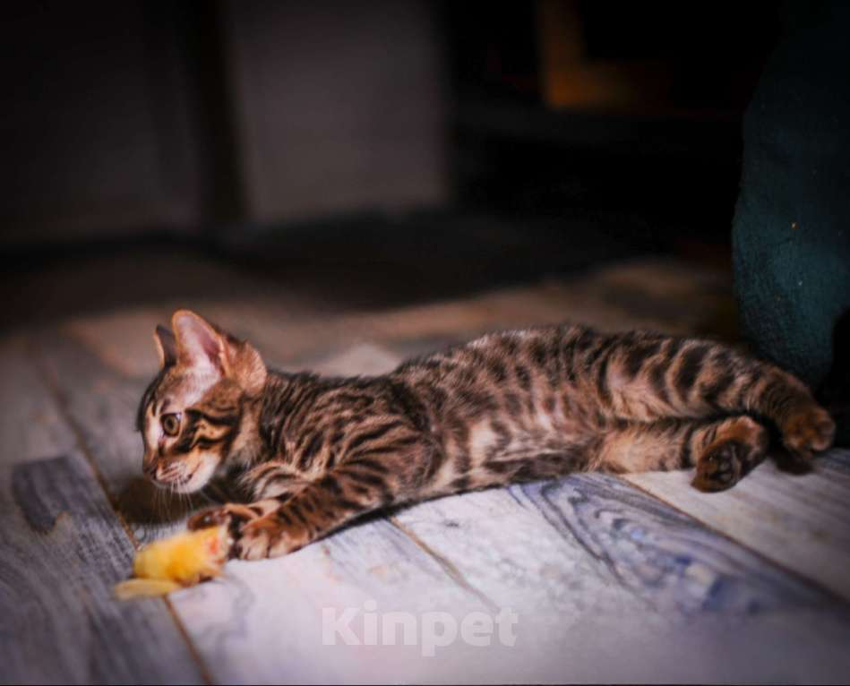 Кошки в Москве: Бенгальский котенок алк ф3 Мальчик, 35 000 руб. - фото 5