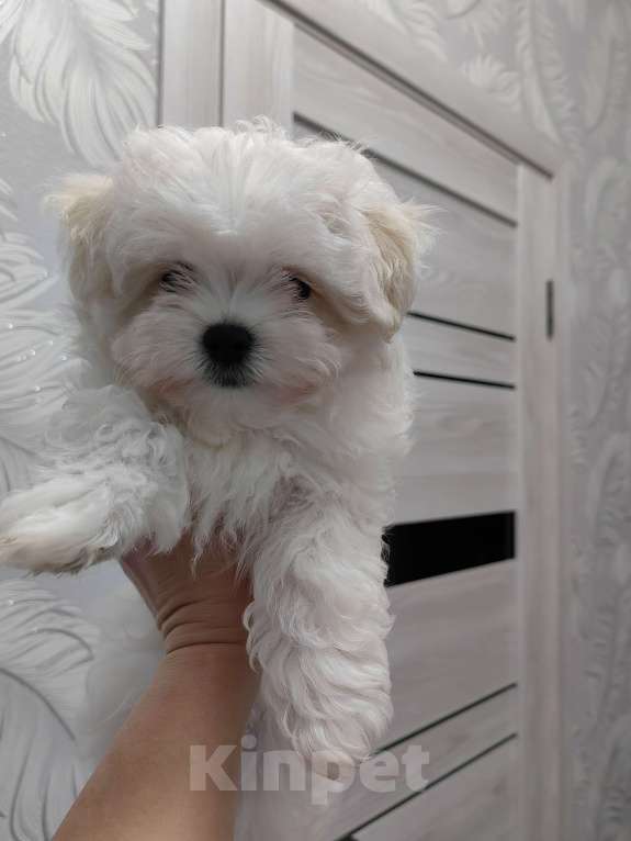 Собаки в Смоленске: Продаётся Мальчик, 35 000 руб. - фото 1