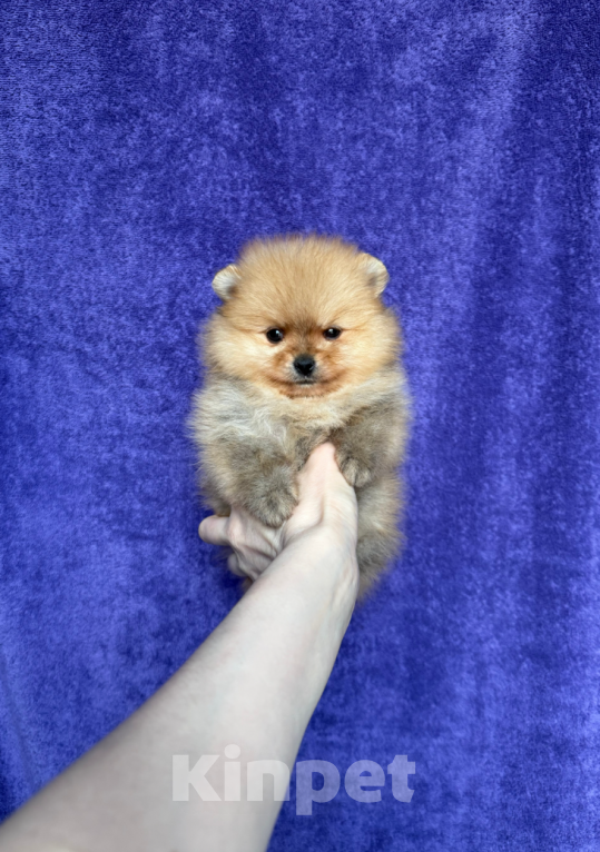 Собаки в Москве: Мини девочка Девочка, 30 000 руб. - фото 1