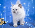 Кошки в Москве: Невский маскарадный котенок Мальчик, 50 000 руб. - фото 4