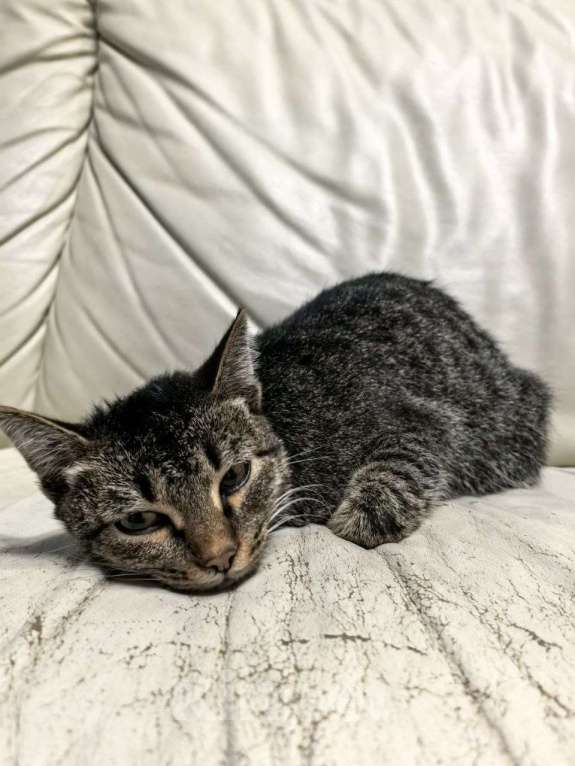 Кошки в Тюмени: Молодая кошечка Девочка, Бесплатно - фото 1