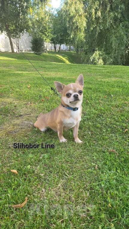 Собаки в Москве: Чихуахуа взрослый мальчик Мальчик, Бесплатно - фото 2