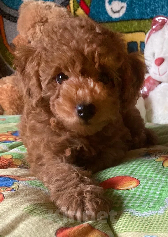 Собаки в Москве: Щенок той-пуделя Мальчик, Бесплатно - фото 2