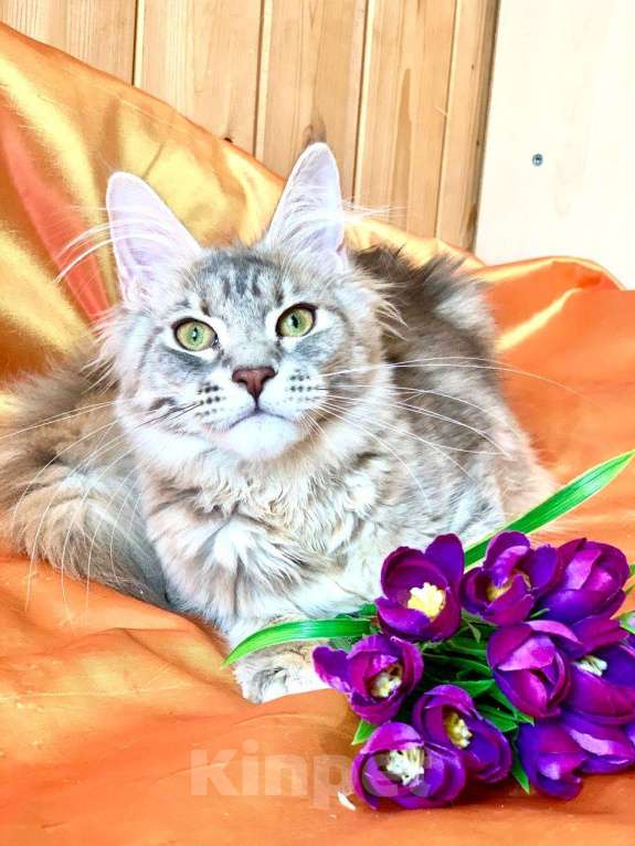 Кошки в Челябинске: 🔥🔥🔥 КОТЕНОК МЕЙН-КУН ДЕВОЧКА Девочка, Бесплатно - фото 3