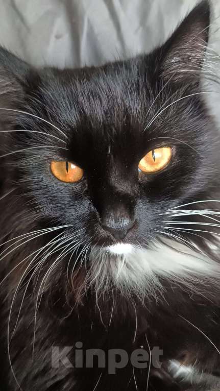 Кошки в Королеве: Молодая кошка, на вязку. Девочка всего 3 годика.  Девочка, Бесплатно - фото 3